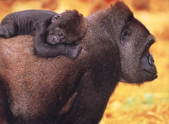 picture of a gorilla carrying her sleeping baby
