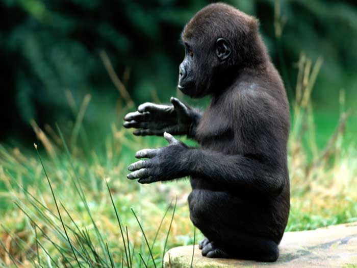picture of a baby gorilla