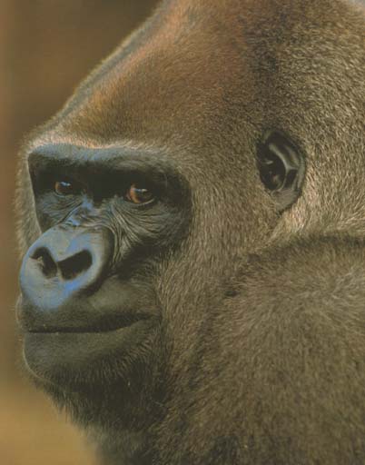 close-up picture of a gorilla