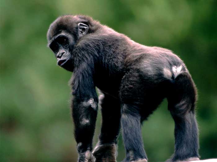 picture of young gorilla turning head