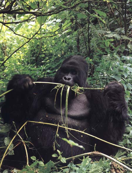 photograph of a hungry gorilla