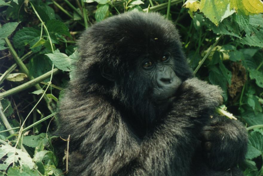 photograph of a young mountain gorilla