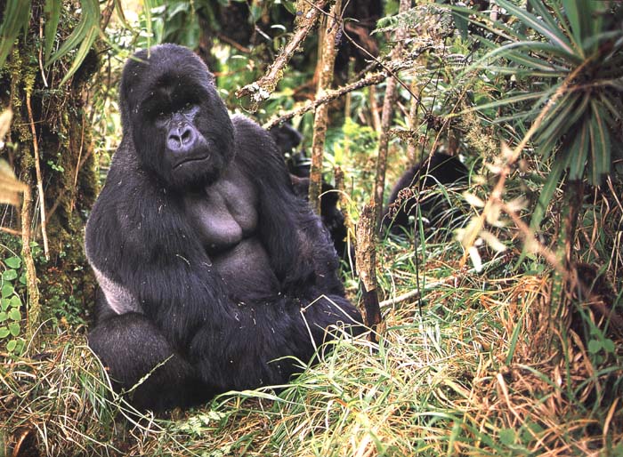 silverback gorilla photograph