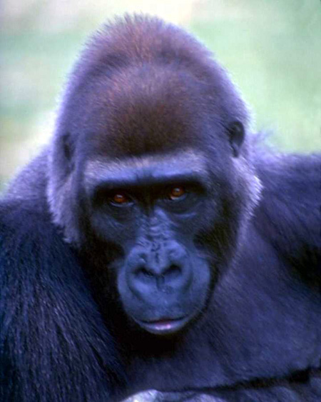 picture of reflective gorilla