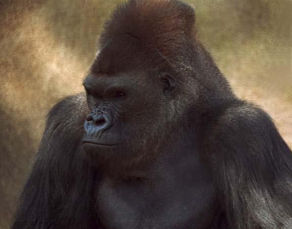 picture of gorilla