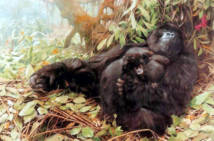 picture of gorillas at ease