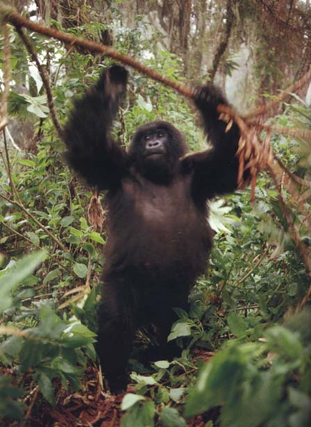 photograph of a young gorilla