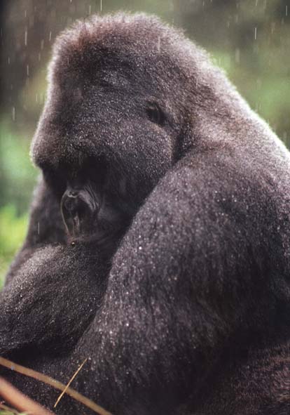 photograph of a reflective gorilla