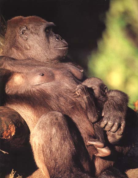 picture of mother and baby gorilla