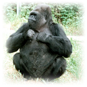 Koko the gorilla