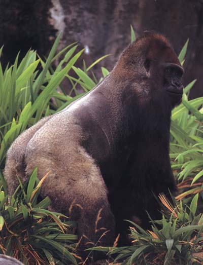 photograph of  a lowland gorilla