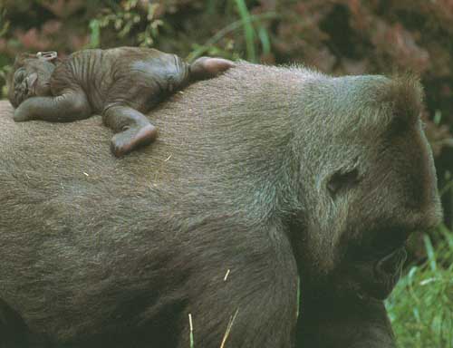 photograph of a new-born gorilla