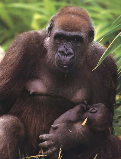 photograph of suckling gorilla