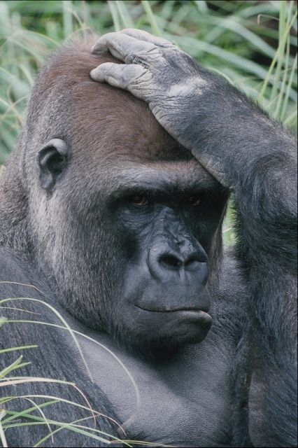 photograph of a gorilla thinking hard