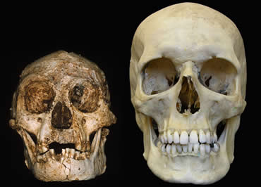 Homo floresiensis skull