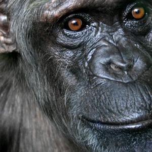 picture of chimpanzee