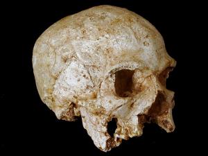The Hofmeyr Skull