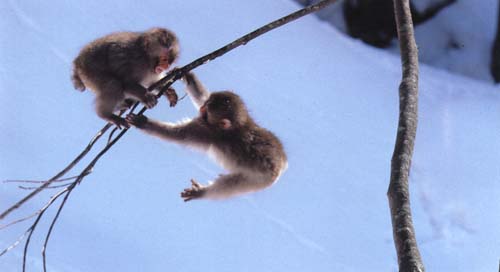 picture of a young Japanese macaques