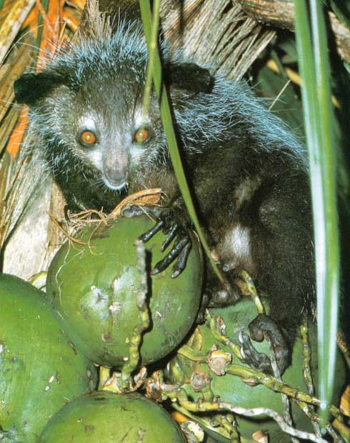 photograph of an aye-aye : Daubentonia madagascariensis