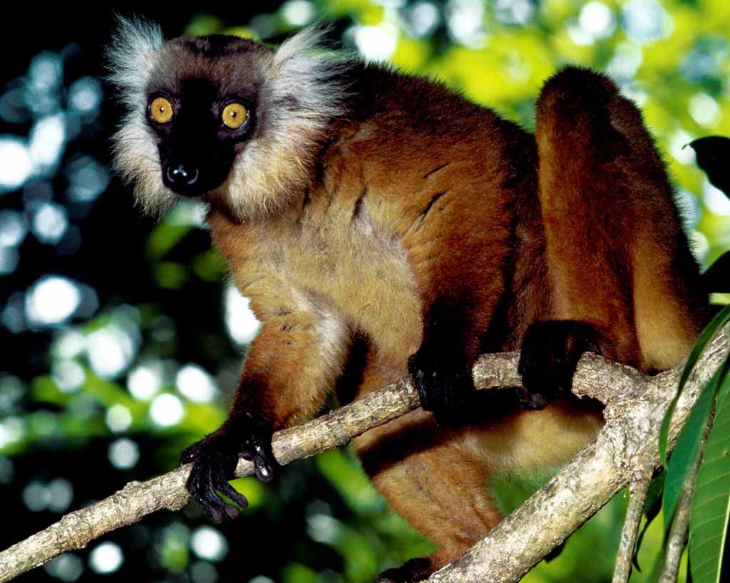 picture of black lemur in Madagascar