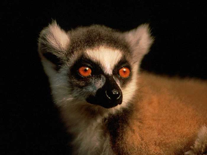 photograph of a ring-tailed lemur
