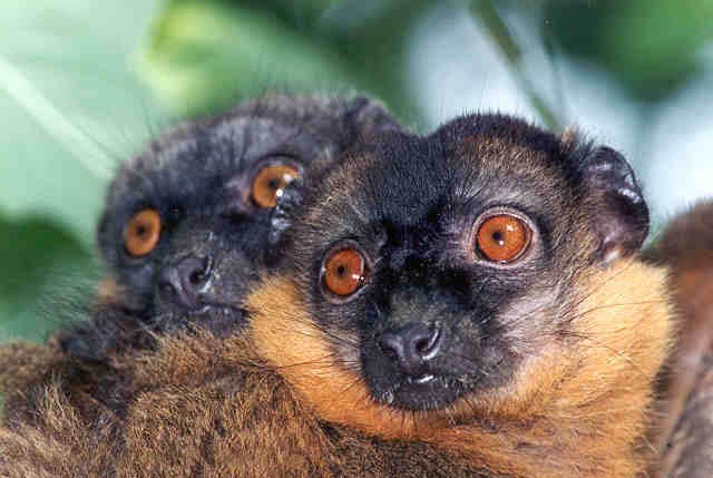 photograph of collared lemurs 