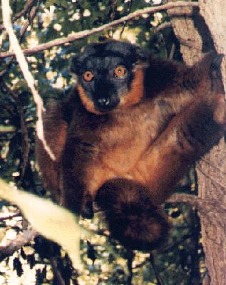 photograph of a collared lemur