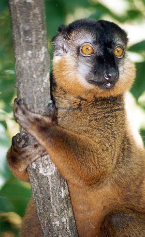 photograph of a collared lemur 