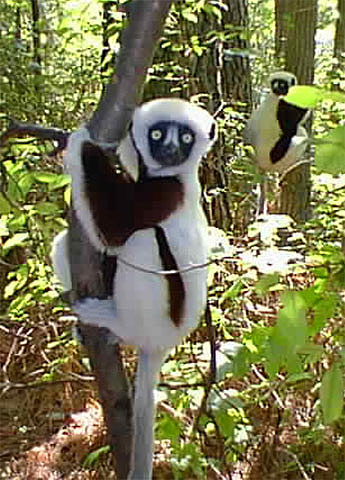 photograph of Coquerel's sifaka : Propithecus coquereli