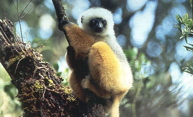 photograph of a diademed sifaka