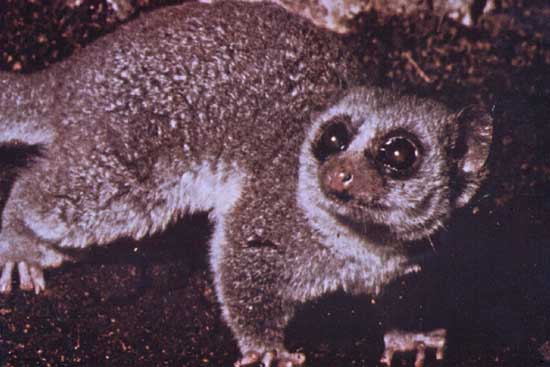 photograph of a dwarf lemur