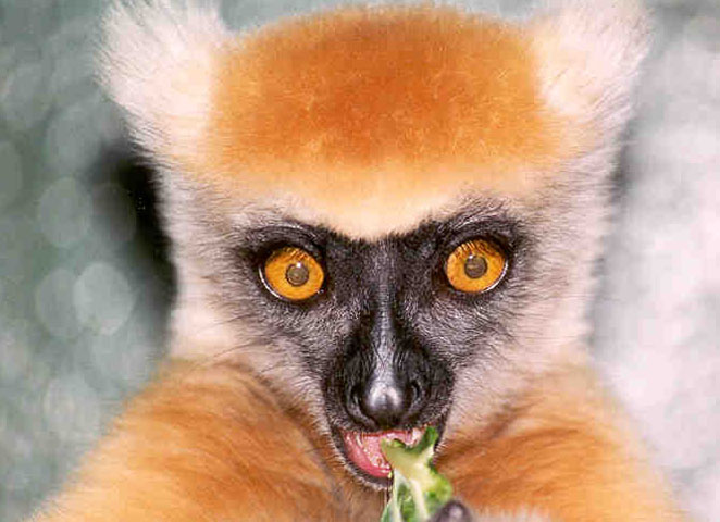 photograph of golden-crowned sifaka