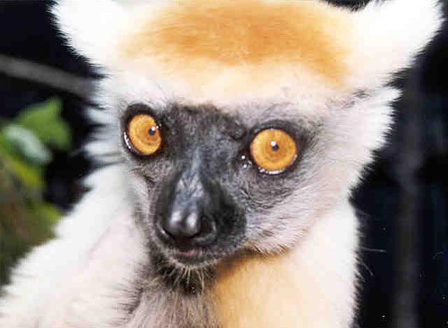 photograph of sifaka