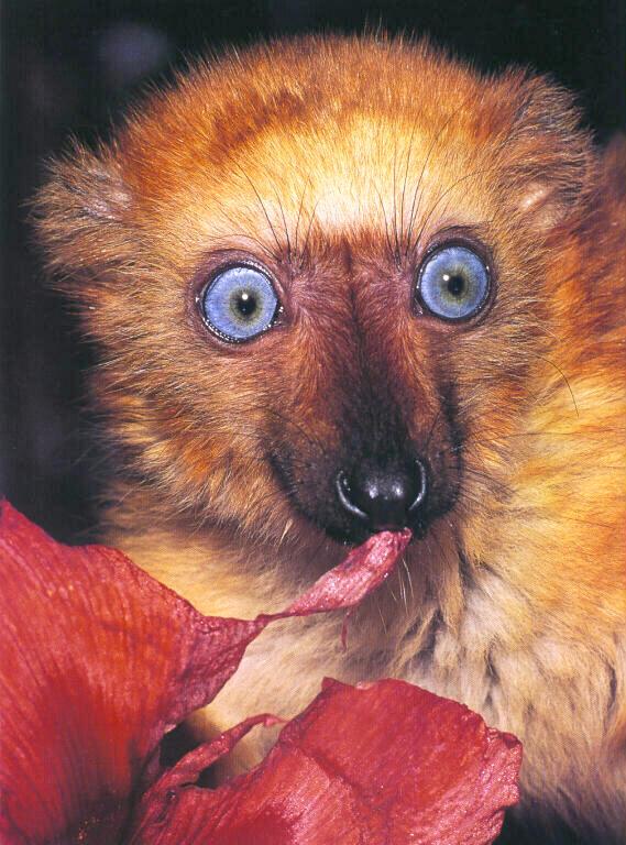 photograph of a blue-eyed lemur : Eulemurmacaco flavifrons
