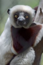 photograph of lemur