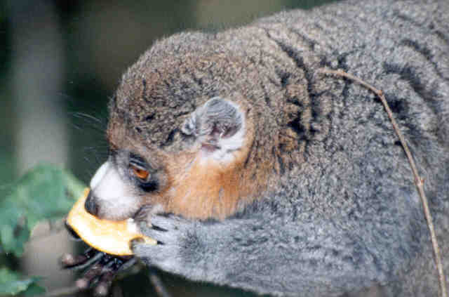 photograph of mongoose lemur : Lemur mongoz