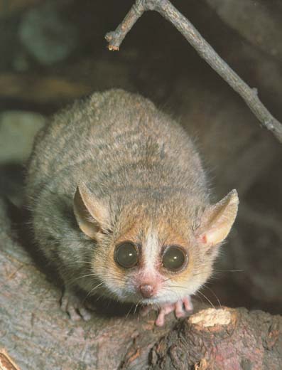 photograph of a mouse lemur
