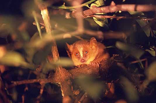 photograph of mouse lemur