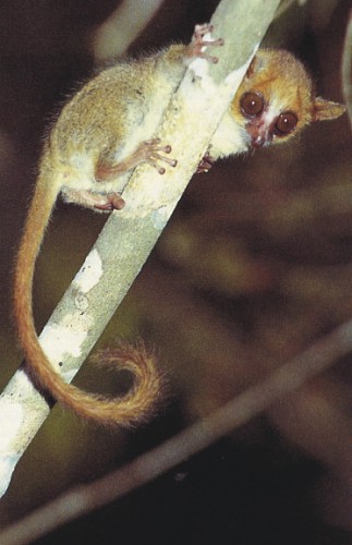 photograph of pygmy mouse lemur