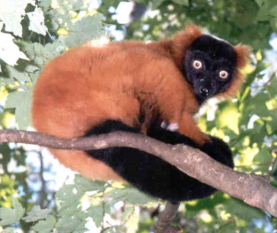 photograph of a ruffed lemur