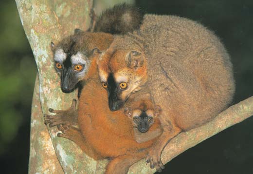 photograph of red-fronted lemurs : Eulemur fulvus rufus
