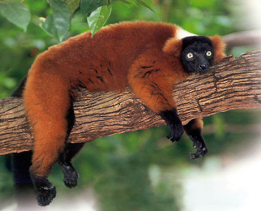 photograph of a red ruffed lemur