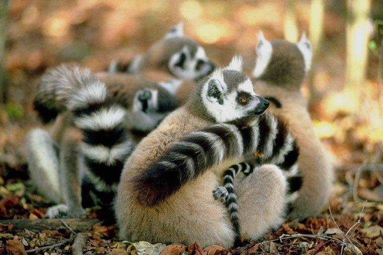 photograph of a ring of lemurs