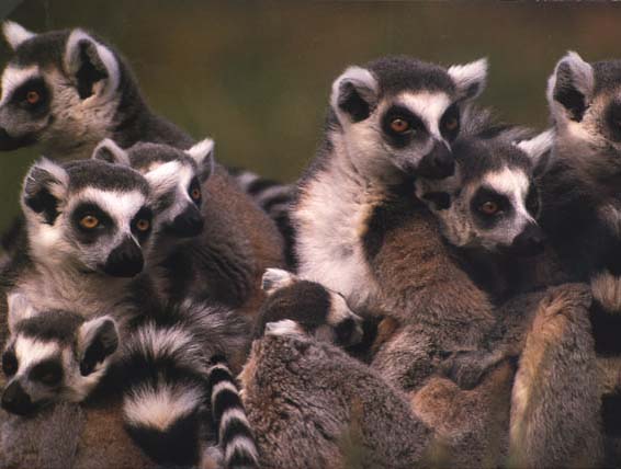 photograph of ring-tailed lemurs: Lemur catta 