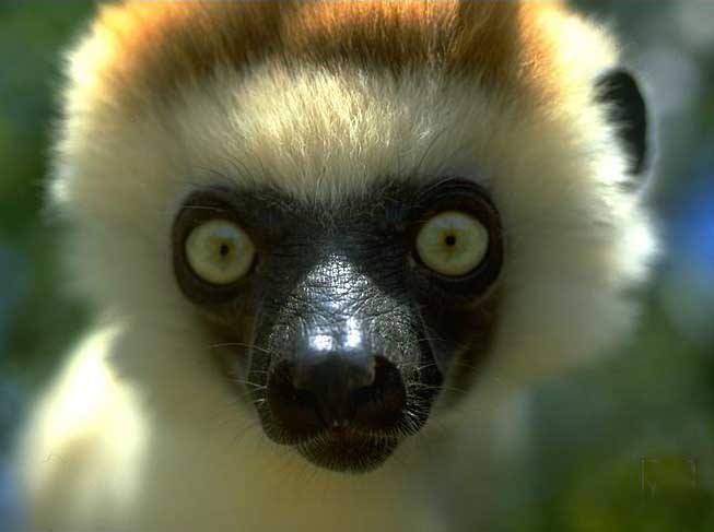 photograph of a sifaka