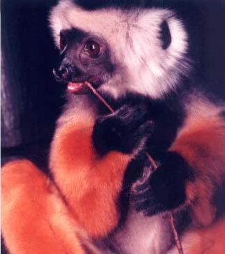 photograph of a sifaka having a snack