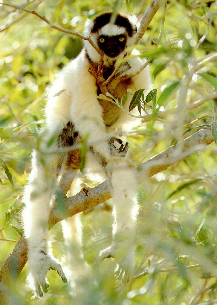 photograph of a white sifaka : Propithecus verreauxi
