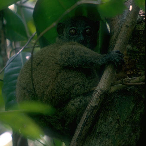 photograph of a sportive lemur : Lepilemur dorsalis