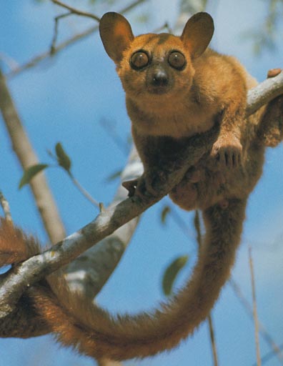 photo of a white-footed sportive lemur : Lepilemur leucopus