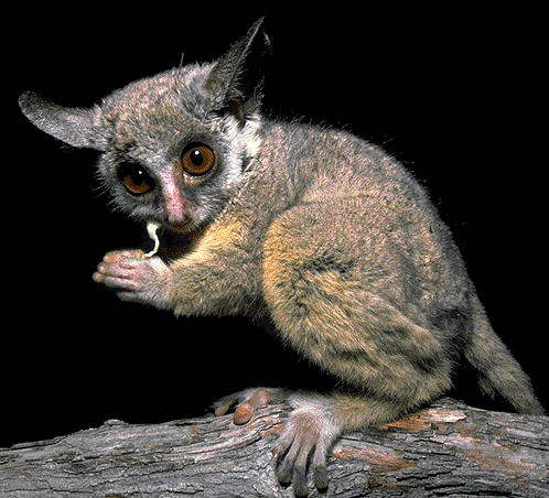 photo of lesser bushbaby : Galago moholi